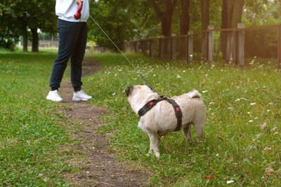 犬が外で歩いてくれない心理, 1.ハーネスやリードを付けることが嫌, 2.外の環境に対する不安や恐怖がある, 3.テリトリーから外れてしまった, スムーズにお散歩させるための対処法