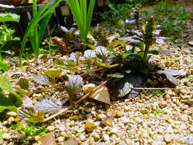 この記事で紹介する「植えてよかった」日なた＆半日陰の庭のグランドカバー4つ, うちの庭に植えてよかった！日なた＆半日陰ですくすく育つ「グランドカバー」植物4つ, 【半日陰編】今年もきれいな花をたくさん咲かせた「アジュガ」, 【半日陰編】丸い葉と葉脈が美しい「ユキノシタ」, 【半日陰編】ツヤツヤの大きな葉の存在感！「ツワブキ」, 【日なた編】花壇を超えて大きく広がった「スイートアリッサム」, 【ガーデニング豆知識】日なた、日陰、半日陰、明るい日陰とは？