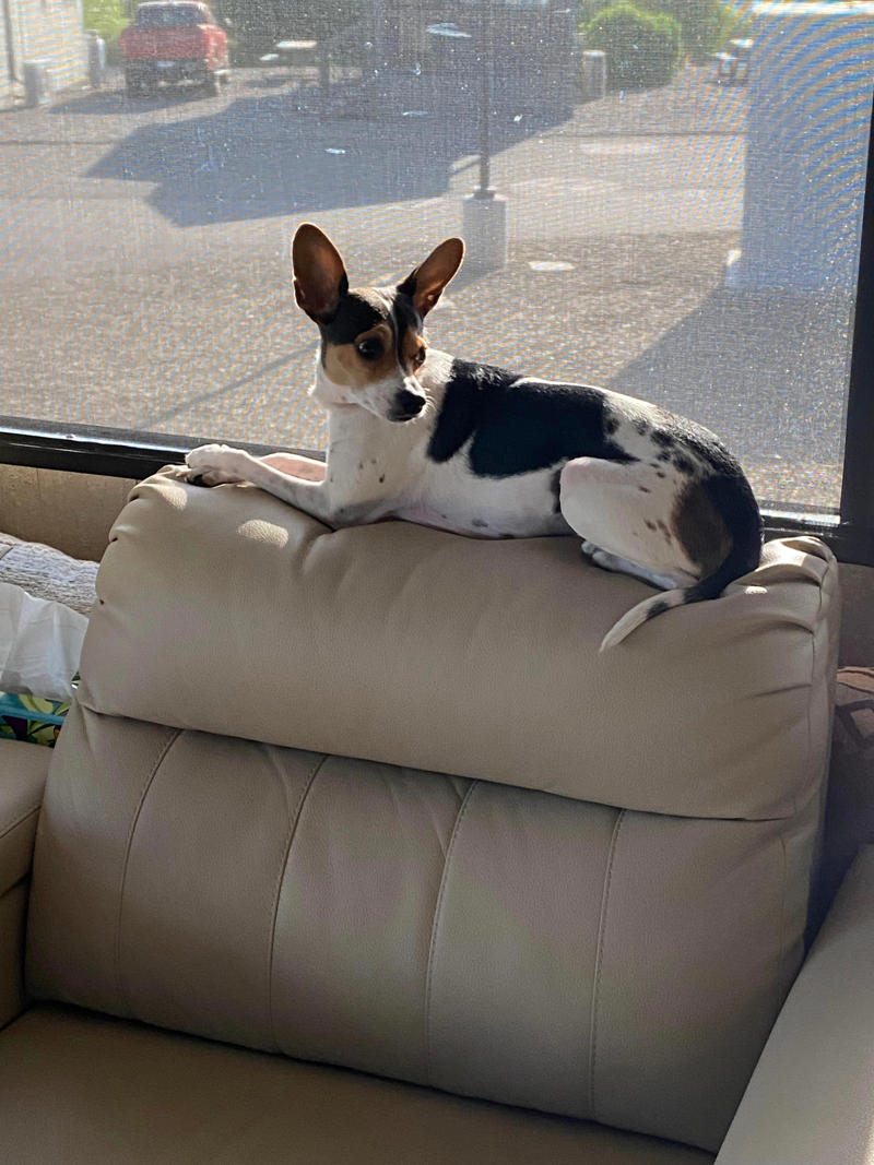 Costs for a campsite stay can vary, Trying out RV life, The lifestyle requires being open to learning new things, Their dog also adapted to the new lifestyle, The biggest downside is being away from people they care about