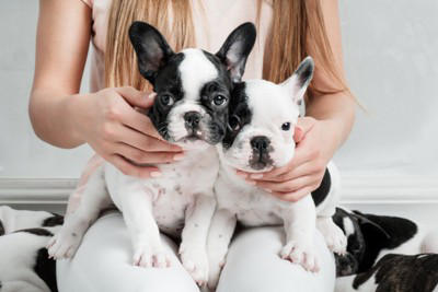 『癌になりやすい』犬種５選, 1.ゴールデンレトリバー, 2.ラブラドールレトリバー, 4.ミニチュアシュナウザー, 5.フレンチブルドッグ, 癌を発症する可能性が高い犬の特徴, 犬の癌を早期発見する方法