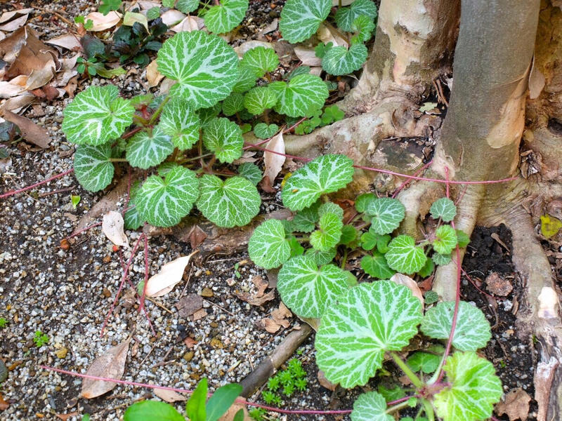 この記事で紹介する「植えてよかった」日なた＆半日陰の庭のグランドカバー4つ, うちの庭に植えてよかった！日なた＆半日陰ですくすく育つ「グランドカバー」植物4つ, 【半日陰編】今年もきれいな花をたくさん咲かせた「アジュガ」, 【半日陰編】丸い葉と葉脈が美しい「ユキノシタ」, 【半日陰編】ツヤツヤの大きな葉の存在感！「ツワブキ」, 【日なた編】花壇を超えて大きく広がった「スイートアリッサム」, 【ガーデニング豆知識】日なた、日陰、半日陰、明るい日陰とは？