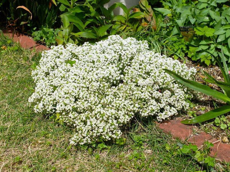 この記事で紹介する「植えてよかった」日なた＆半日陰の庭のグランドカバー4つ, うちの庭に植えてよかった！日なた＆半日陰ですくすく育つ「グランドカバー」植物4つ, 【半日陰編】今年もきれいな花をたくさん咲かせた「アジュガ」, 【半日陰編】丸い葉と葉脈が美しい「ユキノシタ」, 【半日陰編】ツヤツヤの大きな葉の存在感！「ツワブキ」, 【日なた編】花壇を超えて大きく広がった「スイートアリッサム」, 【ガーデニング豆知識】日なた、日陰、半日陰、明るい日陰とは？