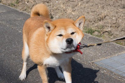 犬が外で歩いてくれない心理, 1.ハーネスやリードを付けることが嫌, 2.外の環境に対する不安や恐怖がある, 3.テリトリーから外れてしまった, スムーズにお散歩させるための対処法
