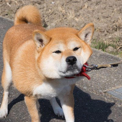 犬が外で歩いてくれない心理, 1.ハーネスやリードを付けることが嫌, 2.外の環境に対する不安や恐怖がある, 3.テリトリーから外れてしまった, スムーズにお散歩させるための対処法