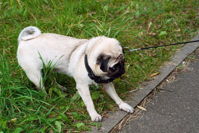 犬が外で歩いてくれない心理, 1.ハーネスやリードを付けることが嫌, 2.外の環境に対する不安や恐怖がある, 3.テリトリーから外れてしまった, スムーズにお散歩させるための対処法