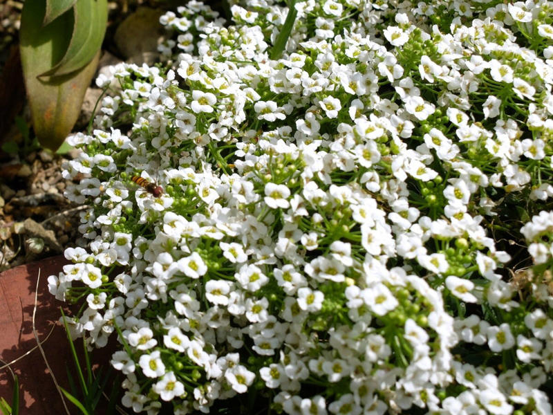 この記事で紹介する「植えてよかった」日なた＆半日陰の庭のグランドカバー4つ, うちの庭に植えてよかった！日なた＆半日陰ですくすく育つ「グランドカバー」植物4つ, 【半日陰編】今年もきれいな花をたくさん咲かせた「アジュガ」, 【半日陰編】丸い葉と葉脈が美しい「ユキノシタ」, 【半日陰編】ツヤツヤの大きな葉の存在感！「ツワブキ」, 【日なた編】花壇を超えて大きく広がった「スイートアリッサム」, 【ガーデニング豆知識】日なた、日陰、半日陰、明るい日陰とは？