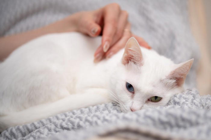 猫が悲しんでいるときに見られる3つのサイン, 1.小さめの声でニャーと鳴く, 2.しっぽを力なく下げる, 3.隠れている時間が増える, 悲しんでいる猫との接し方
