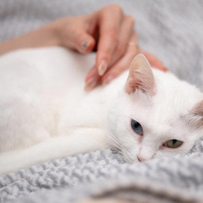猫が悲しんでいるときに見られる3つのサイン, 1.小さめの声でニャーと鳴く, 2.しっぽを力なく下げる, 3.隠れている時間が増える, 悲しんでいる猫との接し方