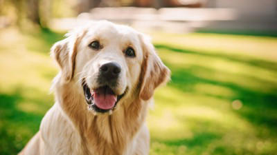 『癌になりやすい』犬種５選, 1.ゴールデンレトリバー, 2.ラブラドールレトリバー, 4.ミニチュアシュナウザー, 5.フレンチブルドッグ, 癌を発症する可能性が高い犬の特徴, 犬の癌を早期発見する方法