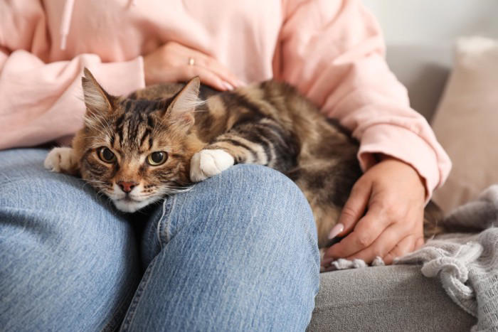 猫が悲しんでいるときに見られる3つのサイン, 1.小さめの声でニャーと鳴く, 2.しっぽを力なく下げる, 3.隠れている時間が増える, 悲しんでいる猫との接し方