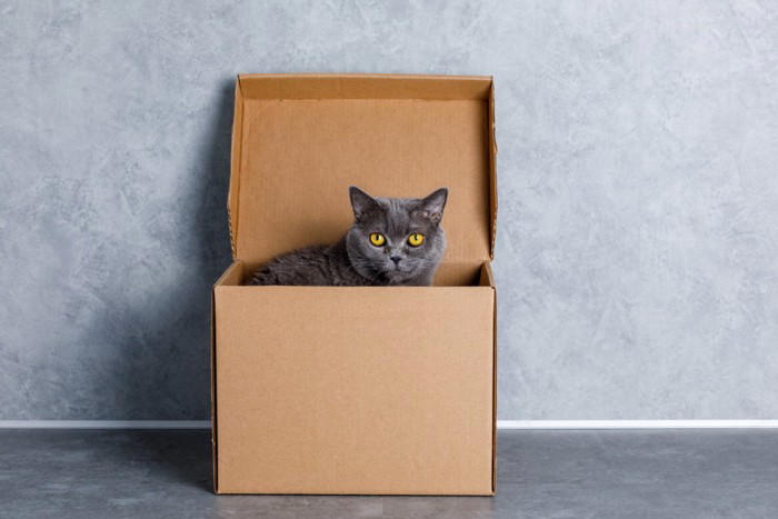 猫が悲しんでいるときに見られる3つのサイン, 1.小さめの声でニャーと鳴く, 2.しっぽを力なく下げる, 3.隠れている時間が増える, 悲しんでいる猫との接し方
