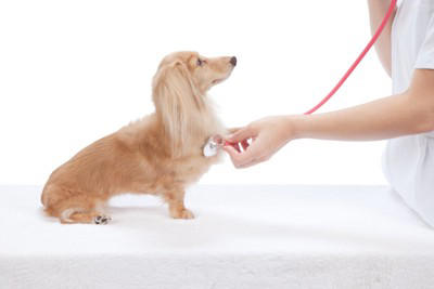 『癌になりやすい』犬種５選, 1.ゴールデンレトリバー, 2.ラブラドールレトリバー, 4.ミニチュアシュナウザー, 5.フレンチブルドッグ, 癌を発症する可能性が高い犬の特徴, 犬の癌を早期発見する方法