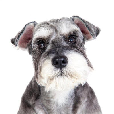 『癌になりやすい』犬種５選, 1.ゴールデンレトリバー, 2.ラブラドールレトリバー, 4.ミニチュアシュナウザー, 5.フレンチブルドッグ, 癌を発症する可能性が高い犬の特徴, 犬の癌を早期発見する方法