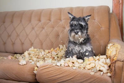 犬の『ストレスが溜まりすぎている』サイン５選, 1.問題行動があからさまに悪化する, 2.異常なほど常同行動を繰り返す, 3.1日中、動かずに無気力状態, 4.異様な様子で部屋の中を走り回る, 5.嘔吐や下痢など身体的症状が現れる, 愛犬が限界を迎えているときに飼い主がすべき対応, まずはストレス源を探ろう, ストレスの原因ごとに適切な対処を
