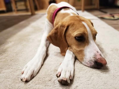 犬の『ストレスが溜まりすぎている』サイン５選, 1.問題行動があからさまに悪化する, 2.異常なほど常同行動を繰り返す, 3.1日中、動かずに無気力状態, 4.異様な様子で部屋の中を走り回る, 5.嘔吐や下痢など身体的症状が現れる, 愛犬が限界を迎えているときに飼い主がすべき対応, まずはストレス源を探ろう, ストレスの原因ごとに適切な対処を