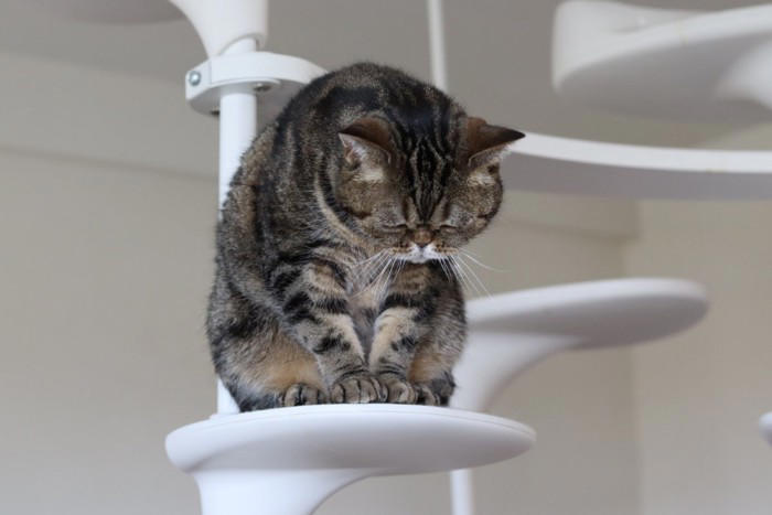 猫を「落ち込ませてしまう」NG行為5選, 1.大きな声や音を出す, 2.しつこく構いすぎる, 3.急な環境の変化, 4.においの強いものを使う, 5.感情的に叱る, なぜ見直すべき？放置すると怖いデメリット, 猫が喜ぶ「適切な接し方」