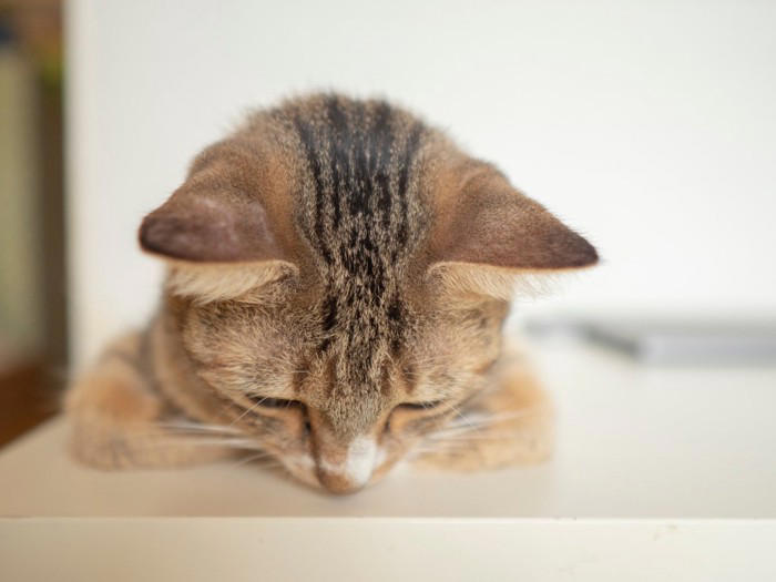 猫を「落ち込ませてしまう」NG行為5選, 1.大きな声や音を出す, 2.しつこく構いすぎる, 3.急な環境の変化, 4.においの強いものを使う, 5.感情的に叱る, なぜ見直すべき？放置すると怖いデメリット, 猫が喜ぶ「適切な接し方」