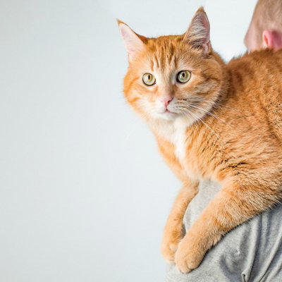 猫がおんぶをされたがる理由5選, 1.高い場所から景色を眺めたい, 2.飼い主さんを独占して甘えたい, 3.安心できる安全な場所にいたい, 4.構ってほしいというサイン, 5.自分のにおいをつけて安心したい, おんぶを要求する猫への上手な応え方, まずは気持ちを受け止める, 困ったときは別の方法で満たす, 怪我を防ぐための事前準備