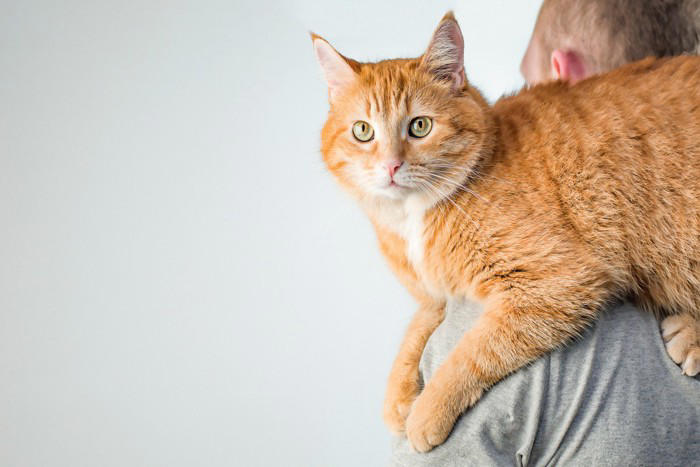 猫がおんぶをされたがる理由5選, 1.高い場所から景色を眺めたい, 2.飼い主さんを独占して甘えたい, 3.安心できる安全な場所にいたい, 4.構ってほしいというサイン, 5.自分のにおいをつけて安心したい, おんぶを要求する猫への上手な応え方, まずは気持ちを受け止める, 困ったときは別の方法で満たす, 怪我を防ぐための事前準備