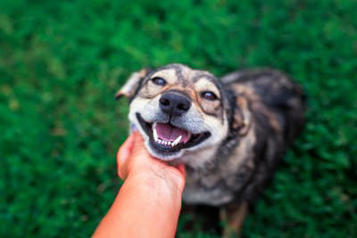 犬を「ハグしすぎる」と危険な理由4選, 1.椎間板ヘルニアのリスク, 2.肋骨・内臓への圧迫, 3.転嫁攻撃のリスク, 4.顔同士の近さによる事故, 愛犬の心と体に与える悪影響, 犬が「やめて！」と思っている時のサイン, 犬との「正しいスキンシップ」の方法, 正面から行かない, なでて喜ぶ場所を知る, 「引き際」を覚える