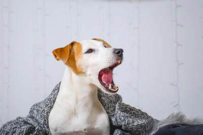 犬を「ハグしすぎる」と危険な理由4選, 1.椎間板ヘルニアのリスク, 2.肋骨・内臓への圧迫, 3.転嫁攻撃のリスク, 4.顔同士の近さによる事故, 愛犬の心と体に与える悪影響, 犬が「やめて！」と思っている時のサイン, 犬との「正しいスキンシップ」の方法, 正面から行かない, なでて喜ぶ場所を知る, 「引き際」を覚える