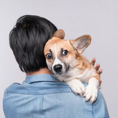 犬を「ハグしすぎる」と危険な理由4選, 1.椎間板ヘルニアのリスク, 2.肋骨・内臓への圧迫, 3.転嫁攻撃のリスク, 4.顔同士の近さによる事故, 愛犬の心と体に与える悪影響, 犬が「やめて！」と思っている時のサイン, 犬との「正しいスキンシップ」の方法, 正面から行かない, なでて喜ぶ場所を知る, 「引き際」を覚える