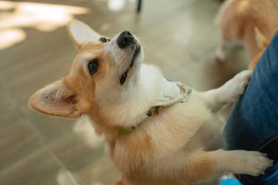 犬が体をスリスリしてくる理由5つ, 1.ニオイをつける, 2.ニオイを上書きする, 犬が体をスリスリしてくるシチュエーション別の心理, 帰宅した飼い主さんの足にスリスリ, シャンプー後にスリスリ, じっとしていると近寄ってきてスリスリ, 上目遣いで飼い主さんを見つめながらスリスリ