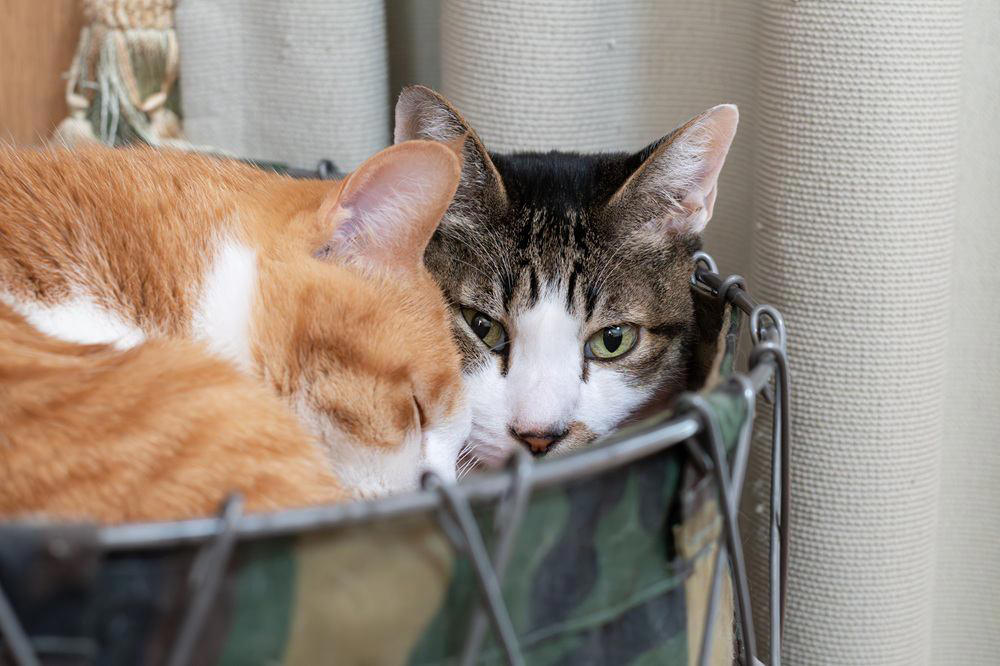 1匹飼いと多頭飼いどちらが幸せ？, 1匹飼いは「のんびり静かに過ごせる」, 良い点：ストレスがなく安心, 悪い点：退屈や寂しさも, 多頭飼いは「猫同士の交流が楽しい」, 良い点：寂しくない、運動になる, 悪い点：お金と手間の負担が増える, 飼う前に検討すべきこと