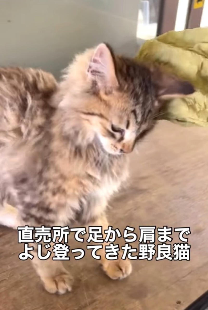 足から肩へ…必死にすがりついた小さな命, 「見捨てる選択肢はなかった」迷いのない決断, 25分でつないだ“命のリレー”, ボロボロの体、それでも見せた強い生命力, 一匹の勇気が、人を動かした, 「きっといいご縁が」広がる応援の声
