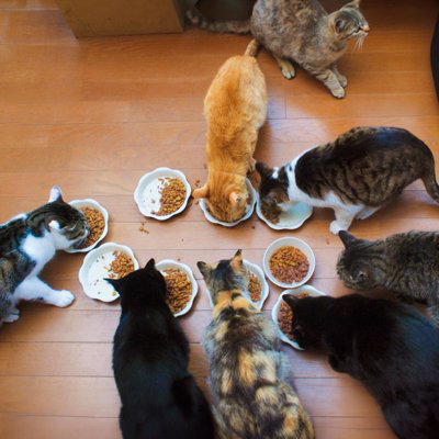 1匹飼いと多頭飼いどちらが幸せ？, 1匹飼いは「のんびり静かに過ごせる」, 良い点：ストレスがなく安心, 悪い点：退屈や寂しさも, 多頭飼いは「猫同士の交流が楽しい」, 良い点：寂しくない、運動になる, 悪い点：お金と手間の負担が増える, 飼う前に検討すべきこと