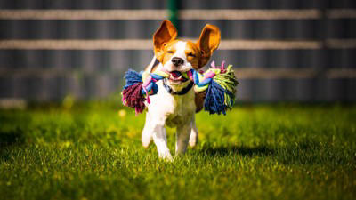 犬を「人間扱い」しすぎる主なリスク5つ, 1.健康リスクが増える, 2.問題行動が増えやすくなる, 3.分離不安や依存が強くなる, 4.社会性が育ちにくくなる, 5.安全面の問題が起きやすくなる, 愛情はそのままに“犬らしく”接するコツ, 食事は基本的に犬用を中心にする, ルールは家族で統一して一貫させる, 抱っこや構いすぎは控え、休む時間を守る, 留守番やひとり時間を少しずつ練習する, 散歩や遊びで心と体を満たす