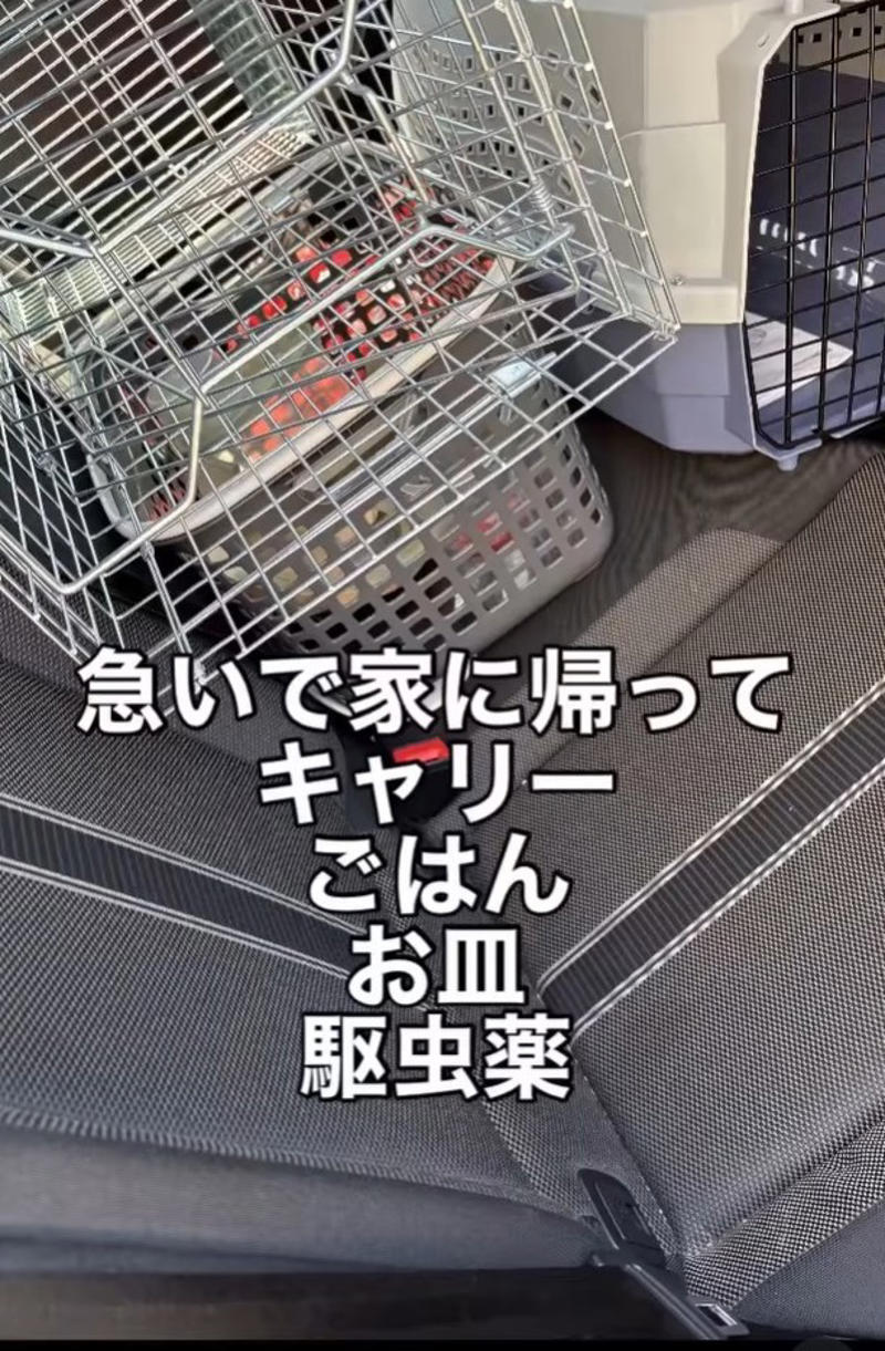足から肩へ…必死にすがりついた小さな命, 「見捨てる選択肢はなかった」迷いのない決断, 25分でつないだ“命のリレー”, ボロボロの体、それでも見せた強い生命力, 一匹の勇気が、人を動かした, 「きっといいご縁が」広がる応援の声