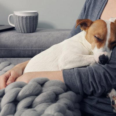 犬を「人間扱い」しすぎる主なリスク5つ, 1.健康リスクが増える, 2.問題行動が増えやすくなる, 3.分離不安や依存が強くなる, 4.社会性が育ちにくくなる, 5.安全面の問題が起きやすくなる, 愛情はそのままに“犬らしく”接するコツ, 食事は基本的に犬用を中心にする, ルールは家族で統一して一貫させる, 抱っこや構いすぎは控え、休む時間を守る, 留守番やひとり時間を少しずつ練習する, 散歩や遊びで心と体を満たす
