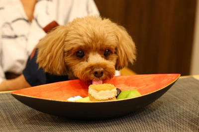 犬を「人間扱い」しすぎる主なリスク5つ, 1.健康リスクが増える, 2.問題行動が増えやすくなる, 3.分離不安や依存が強くなる, 4.社会性が育ちにくくなる, 5.安全面の問題が起きやすくなる, 愛情はそのままに“犬らしく”接するコツ, 食事は基本的に犬用を中心にする, ルールは家族で統一して一貫させる, 抱っこや構いすぎは控え、休む時間を守る, 留守番やひとり時間を少しずつ練習する, 散歩や遊びで心と体を満たす