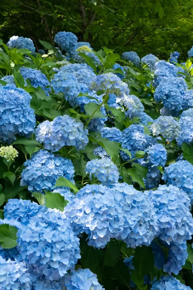 How to care for hydrangeas, How to grow hydrangeas, Hydrangea varieties, Caring for hydrangeas , How to prune hydrangeas yourself , Frequently asked questions