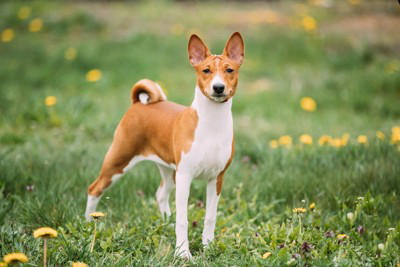 無駄吠えしにくい犬種, ゴールデン・レトリバー, 子犬の頃に社会化を行う, 要求を安易に通さない, 体力をしっかり発散させる