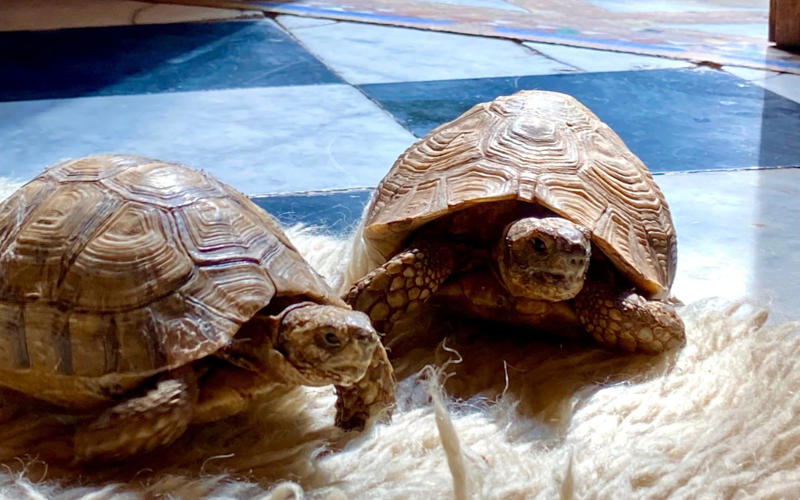 Seven more animals who live at hotels, Socrate the cat at Le Bristol Paris, France, Mr Pea the peacock at the Mayan Ranch, Texas, United States, Kléopatre the cat at Brenners Park-Hotel &amp; Spa, Baden-Baden, Germany, Shadow the dog at Jamaica Inn, Jamaica, The Spice Girls tortoises at El Fenn, Marrakech, Morocco, Sombra the cat at Casa La Siesta, Cádiz, Spain, The ducks at the Peabody Memphis, Tennessee, United States, Tarek the mule at Amanjena, Morocco