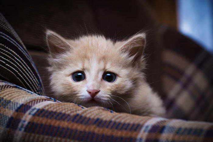 猫が怖いと感じているときに見せるサイン4つ, 1.小さくなって隠れる, 2.耳をうしろ側に倒す, 3.しっぽをぴったりと体に沿わせる, 4.黒目が大きくなる, 怖がる猫へのNG行為と安心させるためのコツ