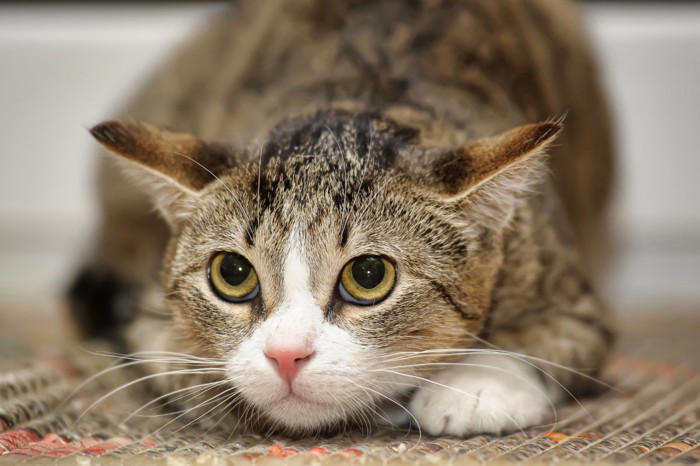 猫が怖いと感じているときに見せるサイン4つ, 1.小さくなって隠れる, 2.耳をうしろ側に倒す, 3.しっぽをぴったりと体に沿わせる, 4.黒目が大きくなる, 怖がる猫へのNG行為と安心させるためのコツ
