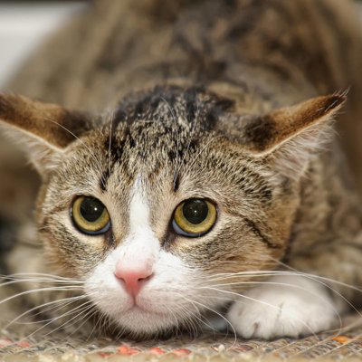 猫が怖いと感じているときに見せるサイン4つ, 1.小さくなって隠れる, 2.耳をうしろ側に倒す, 3.しっぽをぴったりと体に沿わせる, 4.黒目が大きくなる, 怖がる猫へのNG行為と安心させるためのコツ