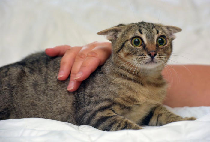 猫が怖いと感じているときに見せるサイン4つ, 1.小さくなって隠れる, 2.耳をうしろ側に倒す, 3.しっぽをぴったりと体に沿わせる, 4.黒目が大きくなる, 怖がる猫へのNG行為と安心させるためのコツ