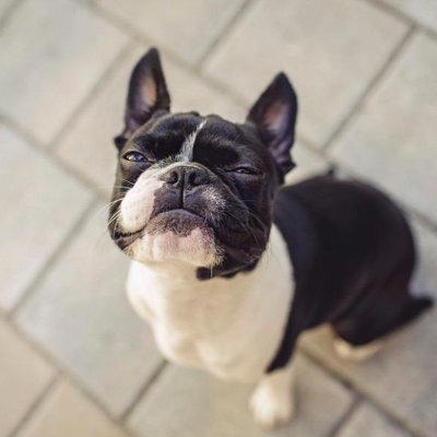 無駄吠えしにくい犬種, ゴールデン・レトリバー, 子犬の頃に社会化を行う, 要求を安易に通さない, 体力をしっかり発散させる