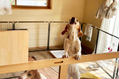 無駄吠えしにくい犬種, ゴールデン・レトリバー, 子犬の頃に社会化を行う, 要求を安易に通さない, 体力をしっかり発散させる