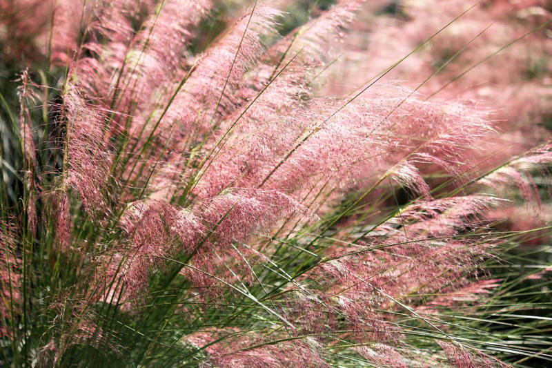 Bushy Bluestem, Lindheimer’s Muhly, Switchgrass, Inland Sea Oats, Pink Muhly Grass, Split Beard Bluestem