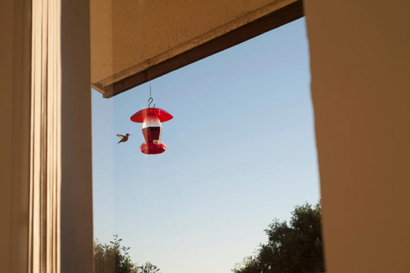 Keep Feeders Separated, Follow the Insects, Be Sure There Are Perches Nearby, Add a Water Source, Get Out the Tape Measure, Avoid These 4 Hummingbird Feeder Placement Mistakes