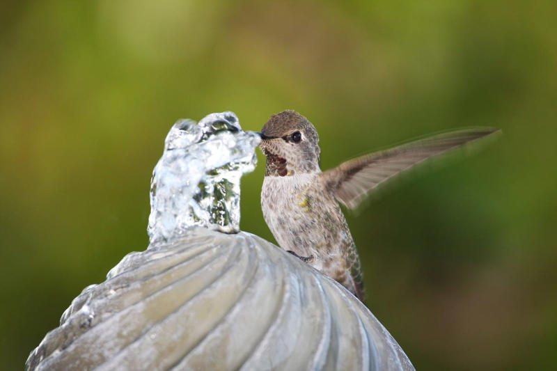 Keep Feeders Separated, Follow the Insects, Be Sure There Are Perches Nearby, Add a Water Source, Get Out the Tape Measure, Avoid These 4 Hummingbird Feeder Placement Mistakes