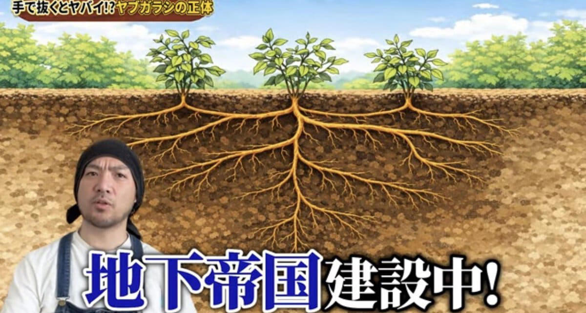 ヤブガラシは“抜けばいい”雑草ではない , ヤブガラシってどんな雑草？, ヤブガラシを手で抜くとどうなる？, ヤブガラシ対策は「拡がる前」が大切, 対策① マルチング, 対策②ヘアリーベッチ, 番外編：ツルを巻いて弱らせる方法も, ヤブガラシ対策チェックリスト, 【まとめ】“抜く”より“広げない”対策を