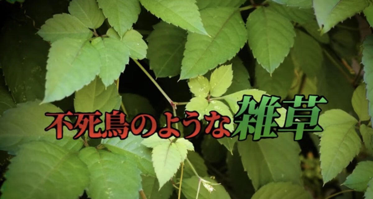 ヤブガラシは“抜けばいい”雑草ではない , ヤブガラシってどんな雑草？, ヤブガラシを手で抜くとどうなる？, ヤブガラシ対策は「拡がる前」が大切, 対策① マルチング, 対策②ヘアリーベッチ, 番外編：ツルを巻いて弱らせる方法も, ヤブガラシ対策チェックリスト, 【まとめ】“抜く”より“広げない”対策を