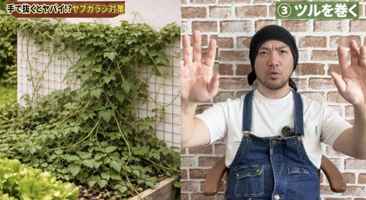 ヤブガラシは“抜けばいい”雑草ではない , ヤブガラシってどんな雑草？, ヤブガラシを手で抜くとどうなる？, ヤブガラシ対策は「拡がる前」が大切, 対策① マルチング, 対策②ヘアリーベッチ, 番外編：ツルを巻いて弱らせる方法も, ヤブガラシ対策チェックリスト, 【まとめ】“抜く”より“広げない”対策を