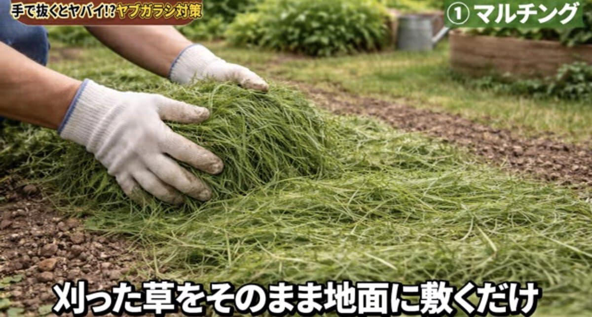 ヤブガラシは“抜けばいい”雑草ではない , ヤブガラシってどんな雑草？, ヤブガラシを手で抜くとどうなる？, ヤブガラシ対策は「拡がる前」が大切, 対策① マルチング, 対策②ヘアリーベッチ, 番外編：ツルを巻いて弱らせる方法も, ヤブガラシ対策チェックリスト, 【まとめ】“抜く”より“広げない”対策を